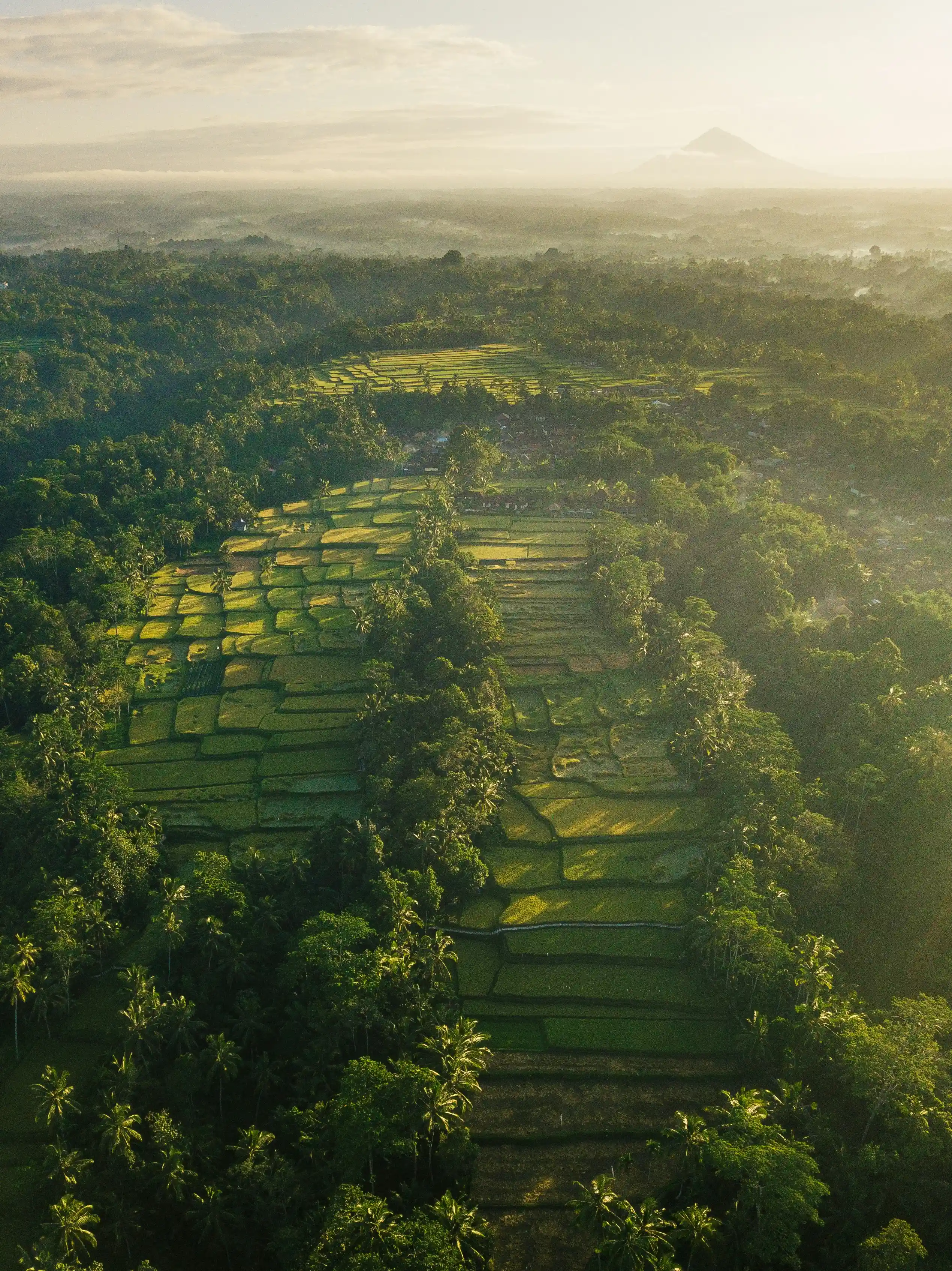 Lush green field landscape